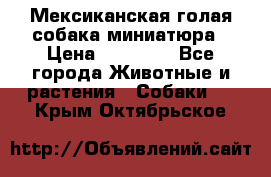 Мексиканская голая собака миниатюра › Цена ­ 53 000 - Все города Животные и растения » Собаки   . Крым,Октябрьское